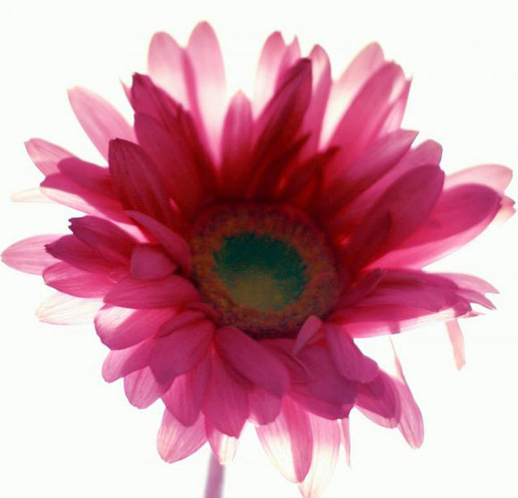 Red flowers from china