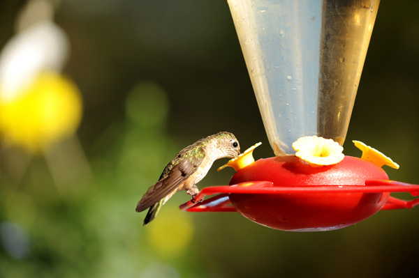 PhotoVaco - Example Image 1