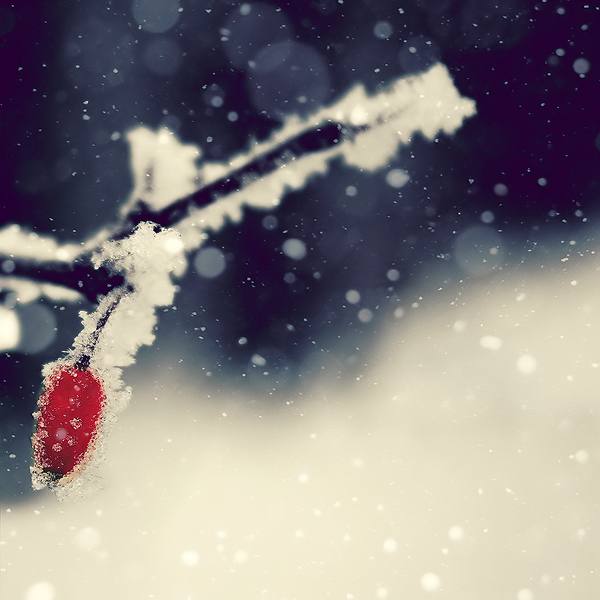 Featured Photographer - Toni Barth - Winter