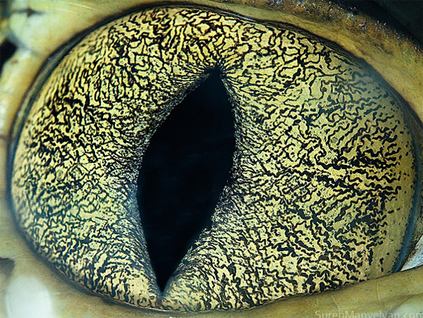 Caiman eye photo