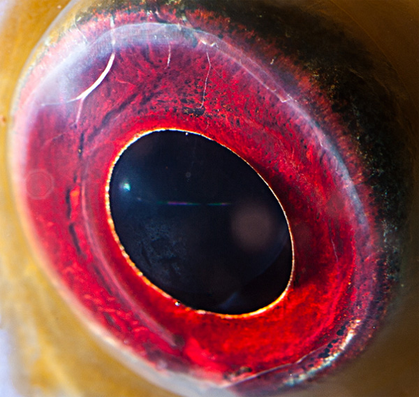 Discus fish eye photo