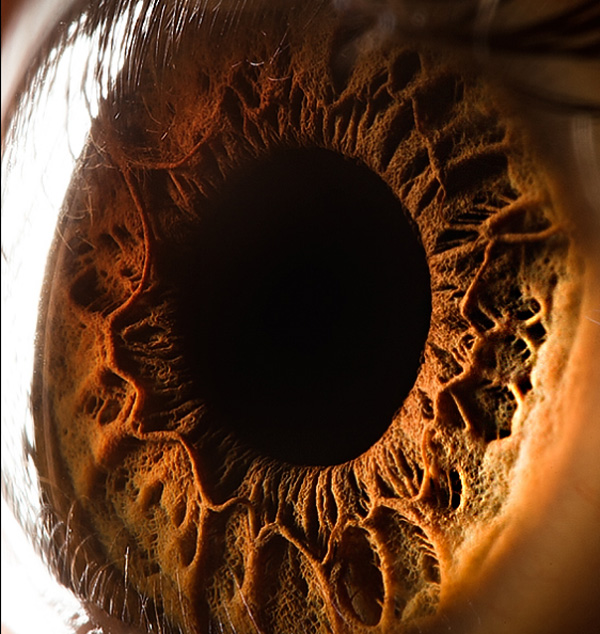 Human eye photo