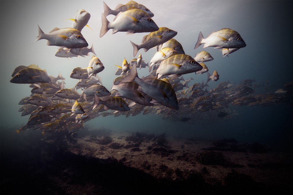 Daily Inspiration: Underwater Photography That Will Make you Speechless