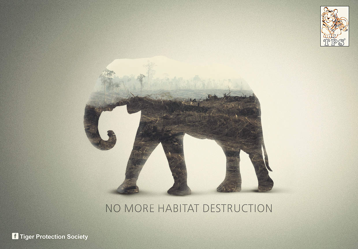 Daily Inspiration: Tiger Protection Society Ads