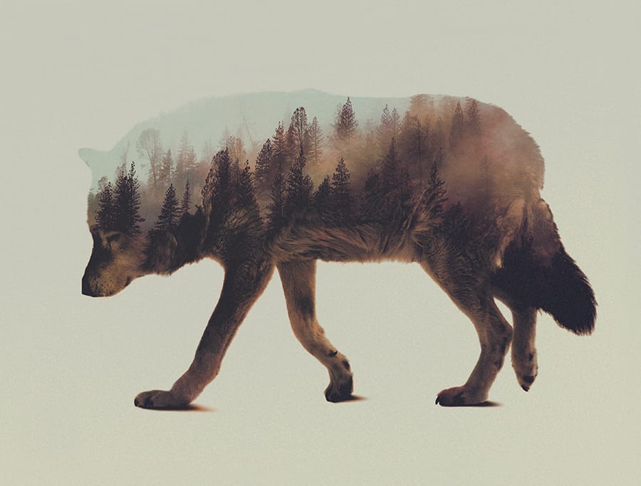 Stunning Double Exposure of Animals by Andreas Lie