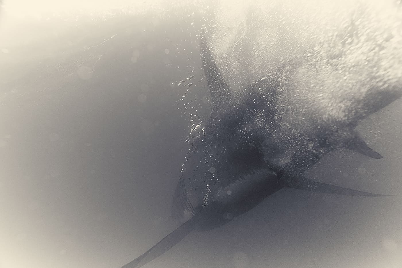 Featured Work: Ghastly Terrifying Great White by Antti Viitala 2