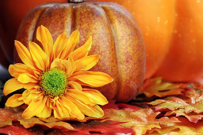 Still life of a fiery orange autumn flower and pumpkins.