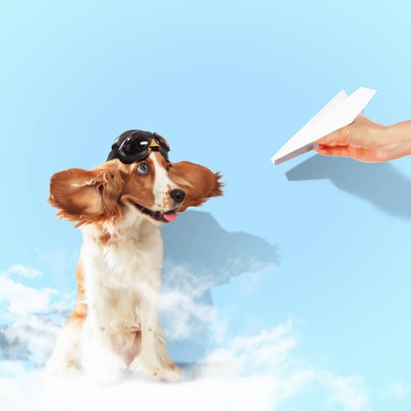 dog and flying paper plane