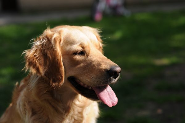 golden retriver