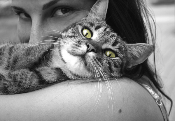 cat lady stock image
