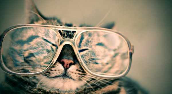 cute cat with glasses