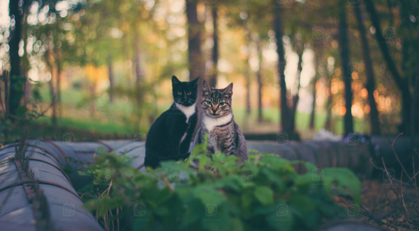 two cats in the woods