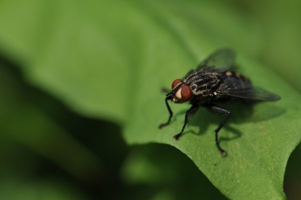 fly on the leaf