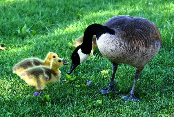 ducks