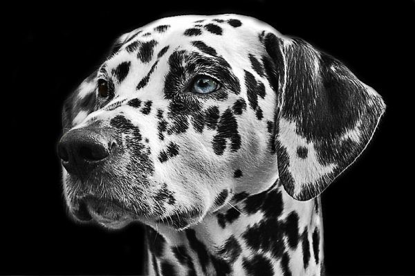 dalmatian with blue eyes