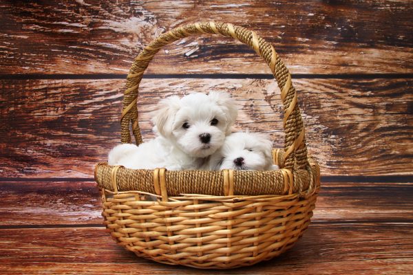 maltese in the basket