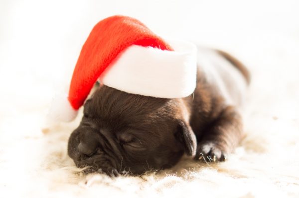 dog with christmas hat