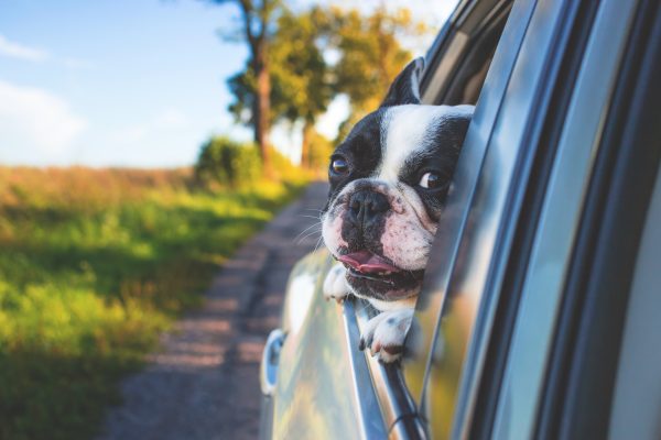 cute dog riding in the car