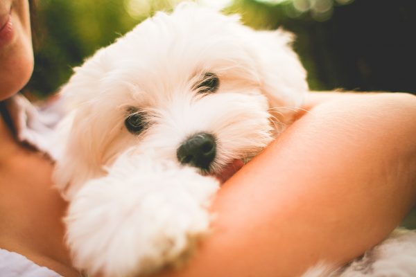 girl hugging maltese