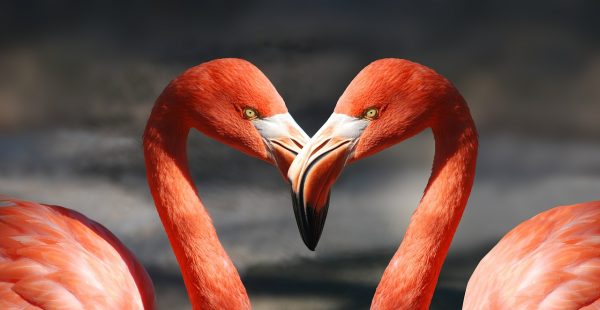 Flamingo heart