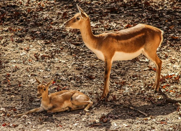 doe and fawn