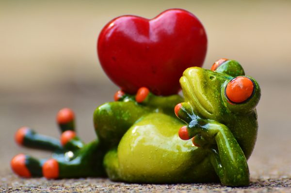 Frog with the heart