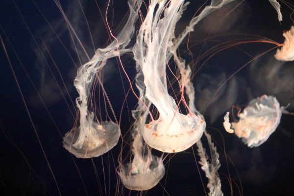 jellyfishes