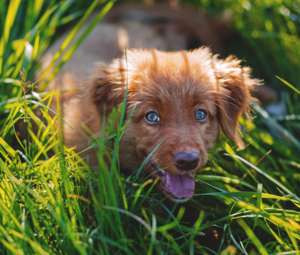friendly pup in the grass