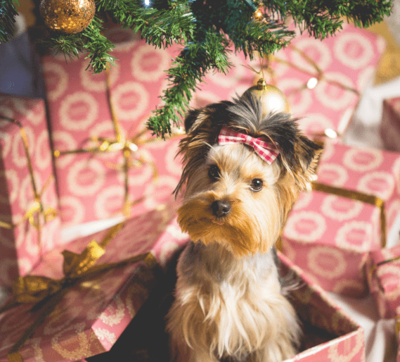 pup as a present