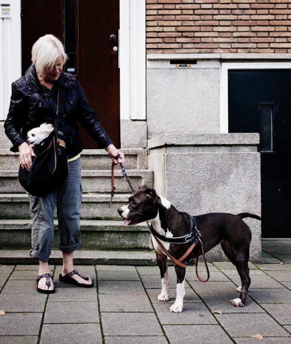 dogs in the morning walk