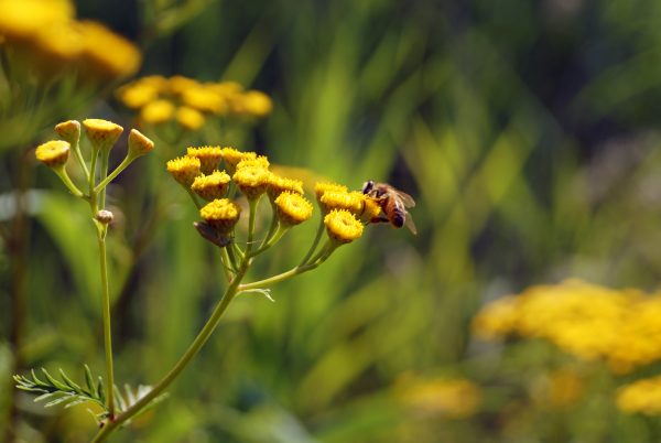 yellow flowers