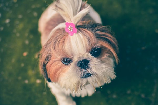 cute dog with hairclip