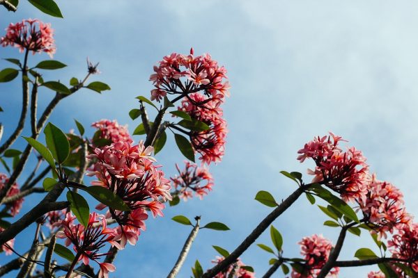 blue sky and red flowers