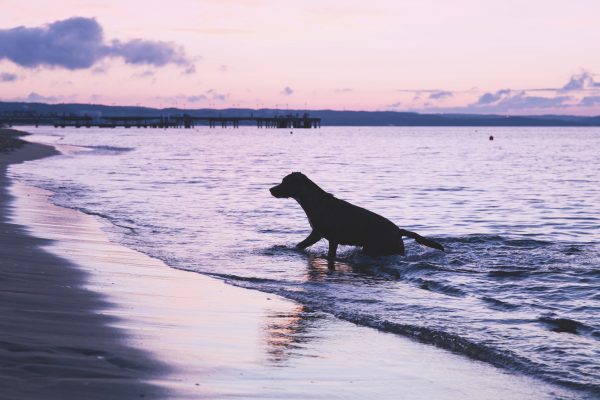 dog in the sea