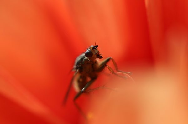 fly on the red flower