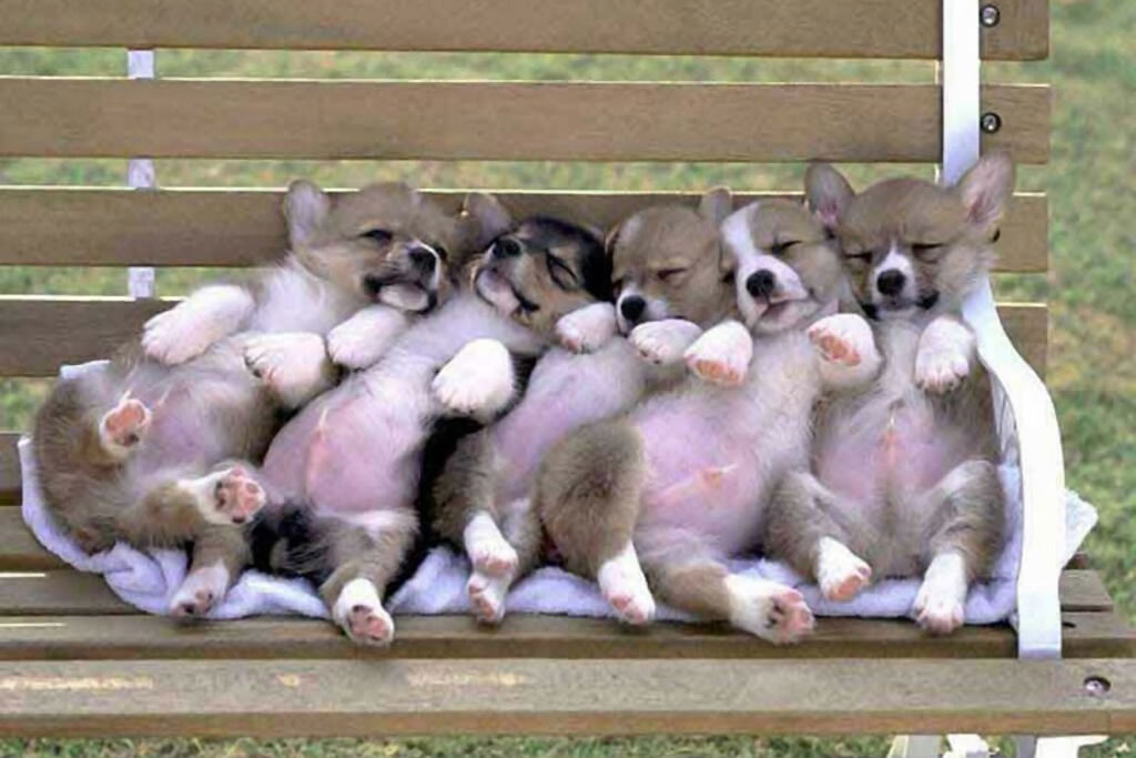 10 Ideas of Cute Puppies Pictures for Pet site Graphics